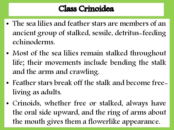 Class Crinoidea • The sea lilies and feather stars are members of an ancient Class Crinoidea • The sea lilies and feather stars are members of an ancient
