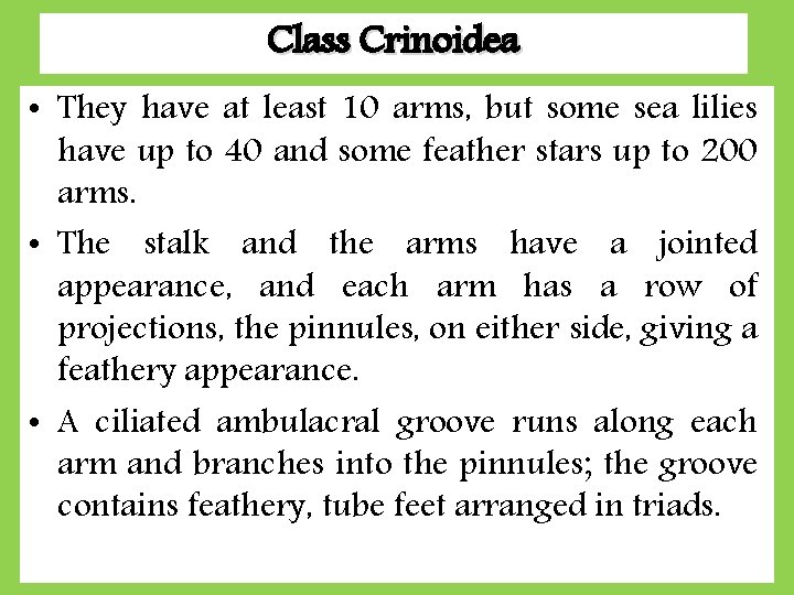 Class Crinoidea • They have at least 10 arms, but some sea lilies have Class Crinoidea • They have at least 10 arms, but some sea lilies have