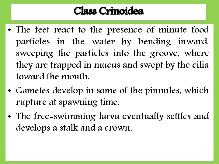 Class Crinoidea • The feet react to the presence of minute food particles in Class Crinoidea • The feet react to the presence of minute food particles in