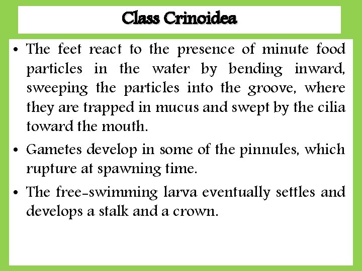 Class Crinoidea • The feet react to the presence of minute food particles in