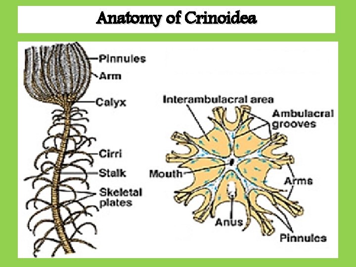 Anatomy of Crinoidea Anatomy of Crinoidea