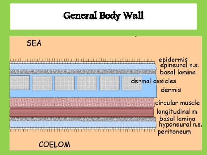 General Body Wall General Body Wall