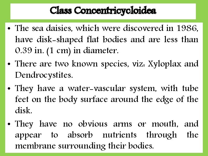 Class Concentricycloidea • The sea daisies, which were discovered in 1986, have disk-shaped flat
