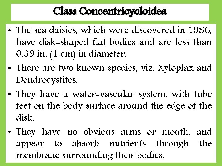 Class Concentricycloidea • The sea daisies, which were discovered in 1986, have disk-shaped flat Class Concentricycloidea • The sea daisies, which were discovered in 1986, have disk-shaped flat
