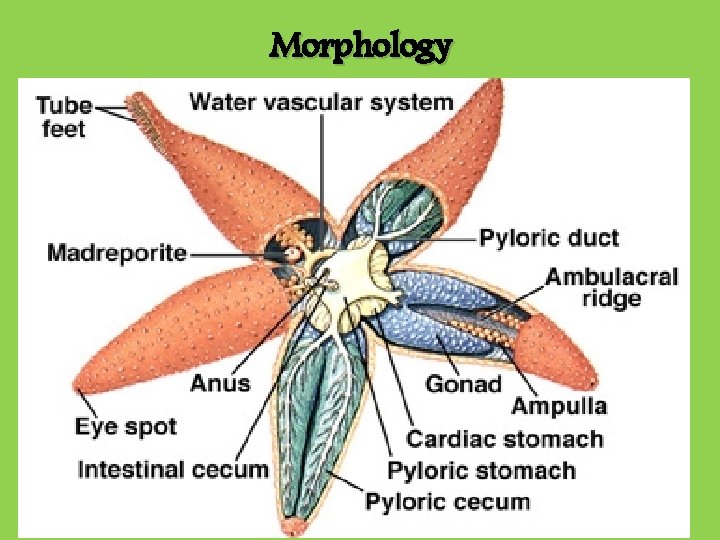 Morphology Morphology