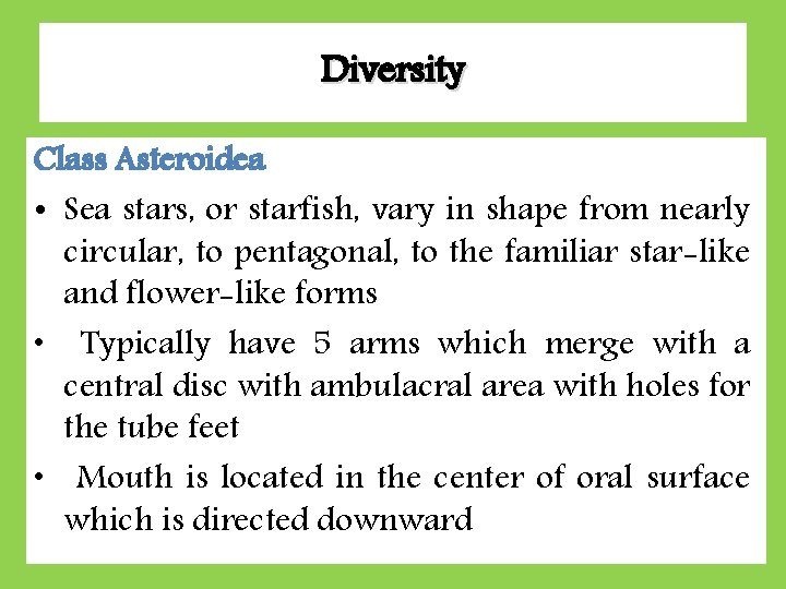 Diversity Class Asteroidea • Sea stars, or starfish, vary in shape from nearly circular, Diversity Class Asteroidea • Sea stars, or starfish, vary in shape from nearly circular,