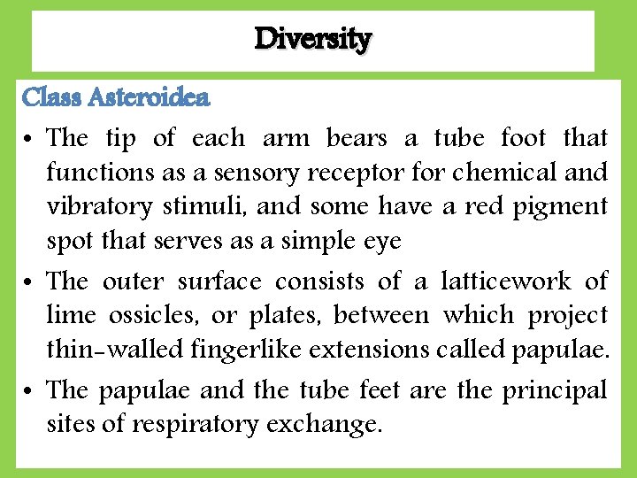 Diversity Class Asteroidea • The tip of each arm bears a tube foot that