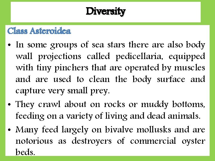 Diversity Class Asteroidea • In some groups of sea stars there also body wall