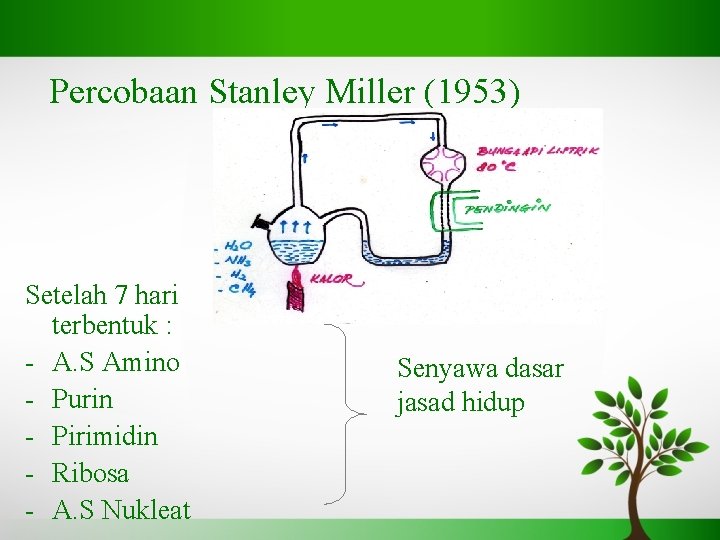 Percobaan Stanley Miller (1953) Setelah 7 hari terbentuk : - A. S Amino -