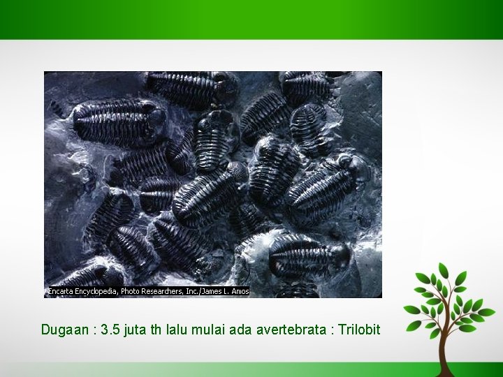Dugaan : 3. 5 juta th lalu mulai ada avertebrata : Trilobit 