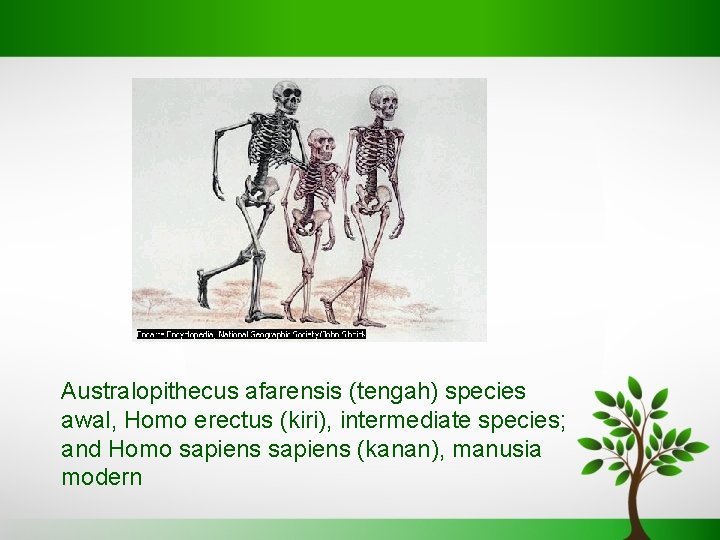 Australopithecus afarensis (tengah) species awal, Homo erectus (kiri), intermediate species; and Homo sapiens (kanan),