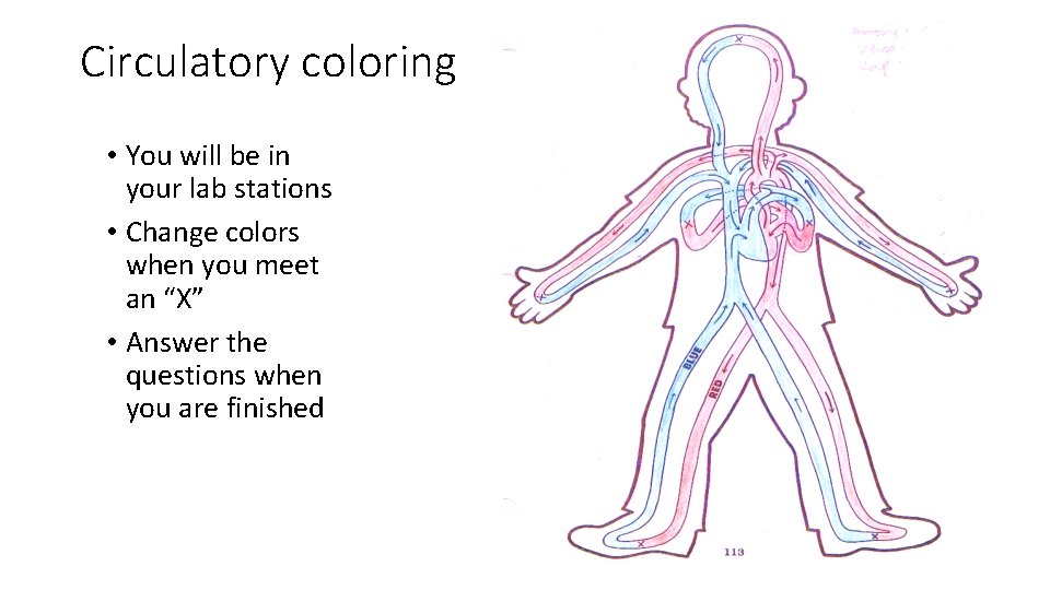 Circulatory coloring • You will be in your lab stations • Change colors when