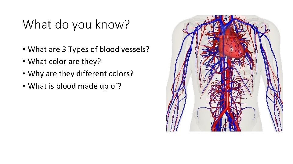 What do you know? • What are 3 Types of blood vessels? • What