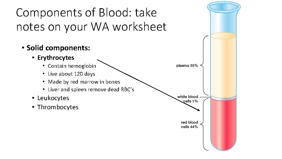 Components of Blood: take notes on your WA worksheet • Solid components: • Erythrocytes