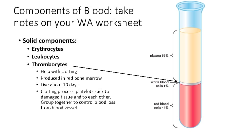 Components of Blood: take notes on your WA worksheet • Solid components: • Erythrocytes