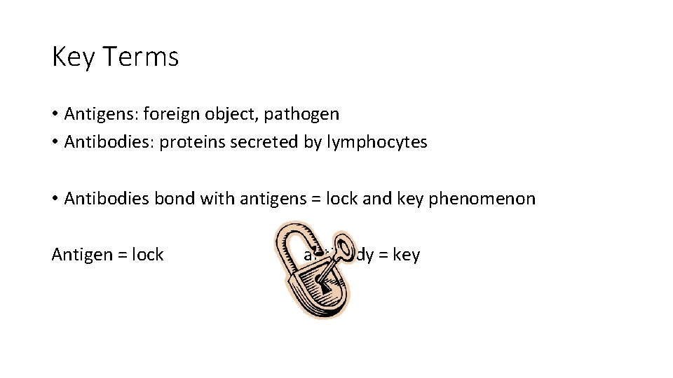 Key Terms • Antigens: foreign object, pathogen • Antibodies: proteins secreted by lymphocytes •