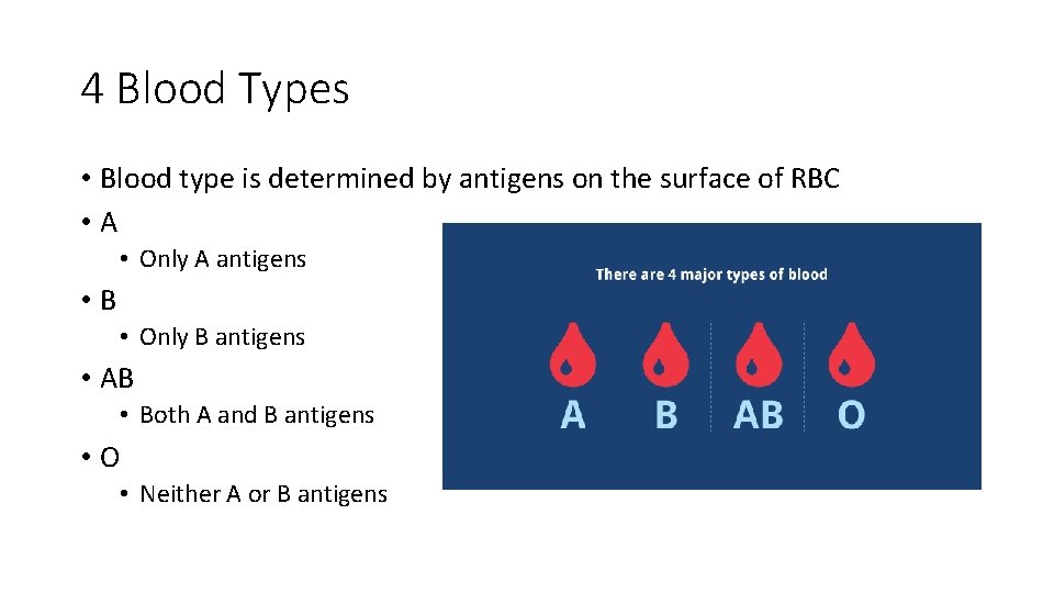 4 Blood Types • Blood type is determined by antigens on the surface of