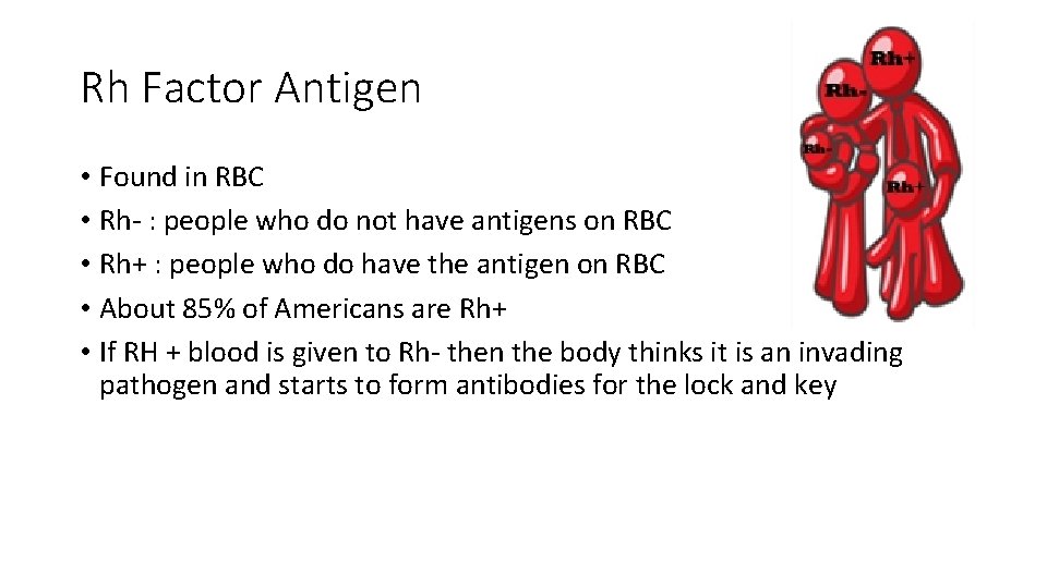 Rh Factor Antigen • Found in RBC • Rh- : people who do not