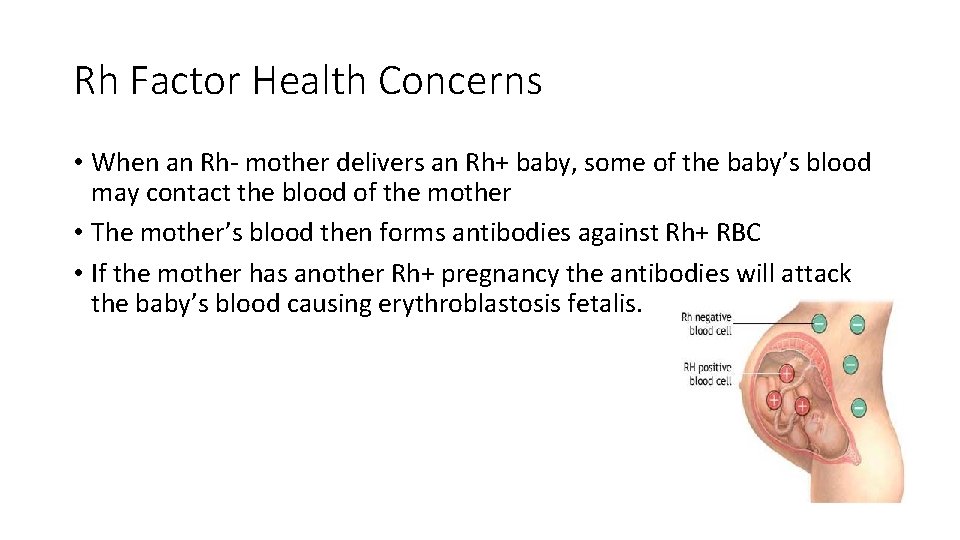 Rh Factor Health Concerns • When an Rh- mother delivers an Rh+ baby, some