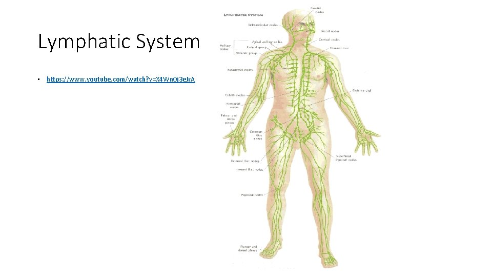 Lymphatic System • https: //www. youtube. com/watch? v=X 4 Wn 0 j 3 e.