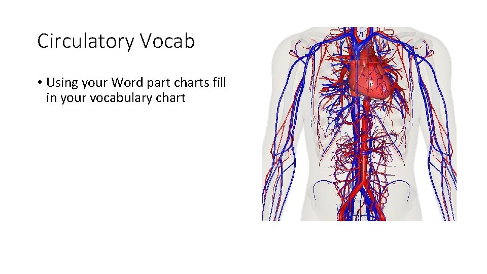 Circulatory Vocab • Using your Word part charts fill in your vocabulary chart 