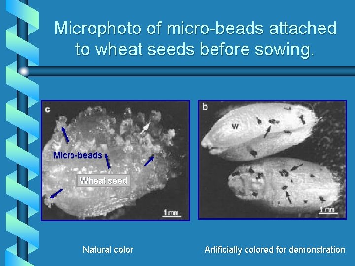 Microphoto of micro-beads attached to wheat seeds before sowing. Micro-beads Wheat seed Natural color