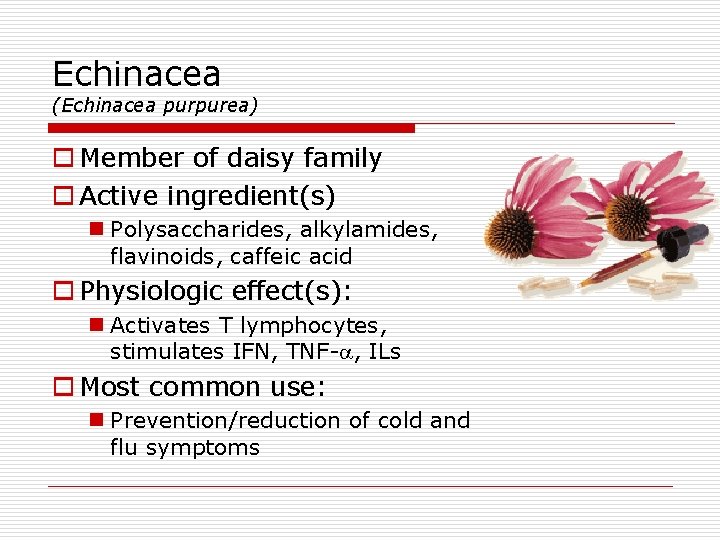 Echinacea (Echinacea purpurea) o Member of daisy family o Active ingredient(s) n Polysaccharides, alkylamides,
