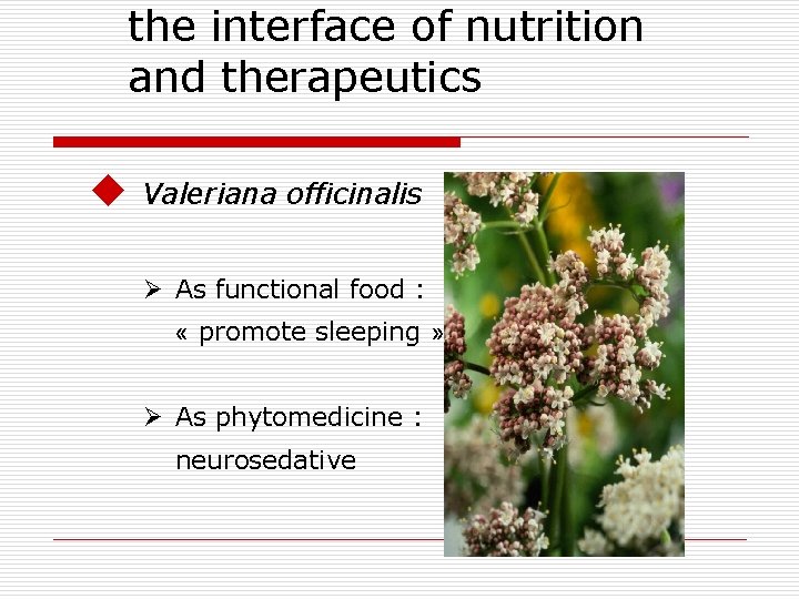 the interface of nutrition and therapeutics u Valeriana officinalis Ø As functional food :