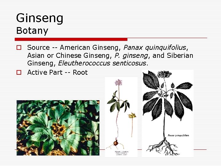 Ginseng Botany o Source -- American Ginseng, Panax quinquifolius, Asian or Chinese Ginseng, P.