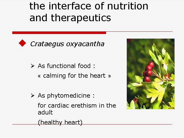 the interface of nutrition and therapeutics u Crataegus oxyacantha Ø As functional food :