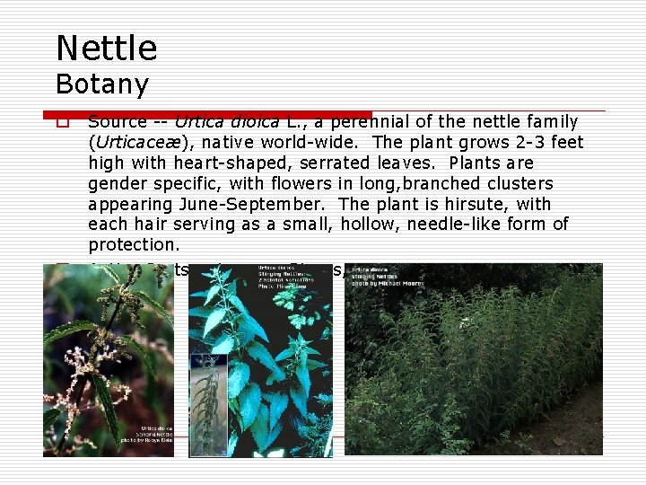 Nettle Botany o o Source -- Urtica dioica L. , a perennial of the