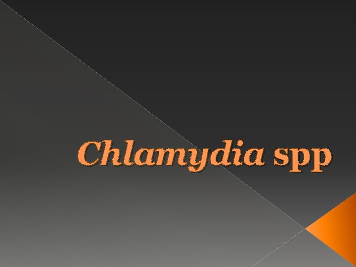 Chlamydia spp 