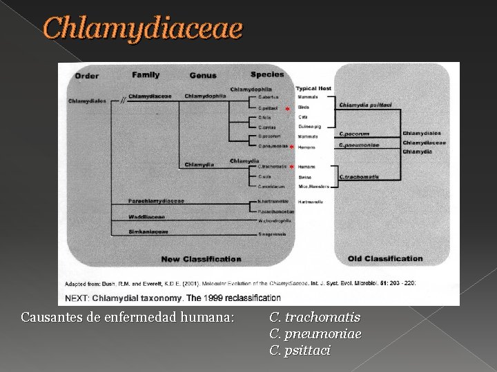 Chlamydiaceae * * * Causantes de enfermedad humana: C. trachomatis C. pneumoniae C. psittaci