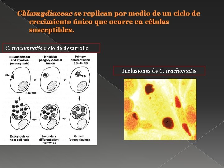 Chlamydiaceae se replican por medio de un ciclo de crecimiento único que ocurre en