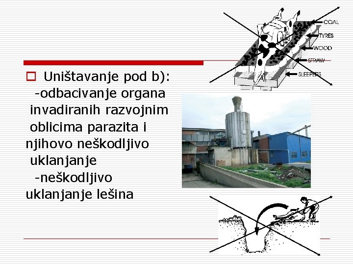 o Uništavanje pod b): -odbacivanje organa invadiranih razvojnim oblicima parazita i njihovo neškodljivo uklanjanje