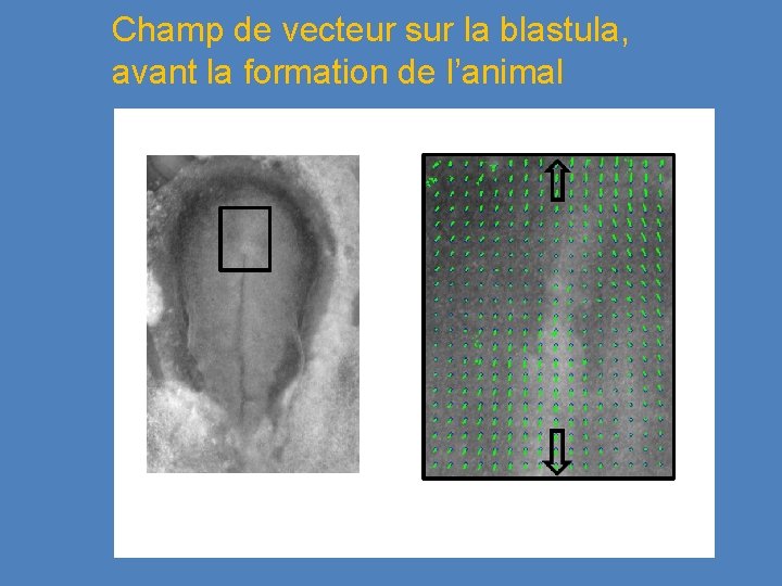 Champ de vecteur sur la blastula, avant la formation de l’animal 