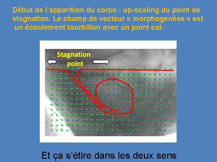 Début de l’apparition du corps : up-scaling du point de stagnation. Le champ de