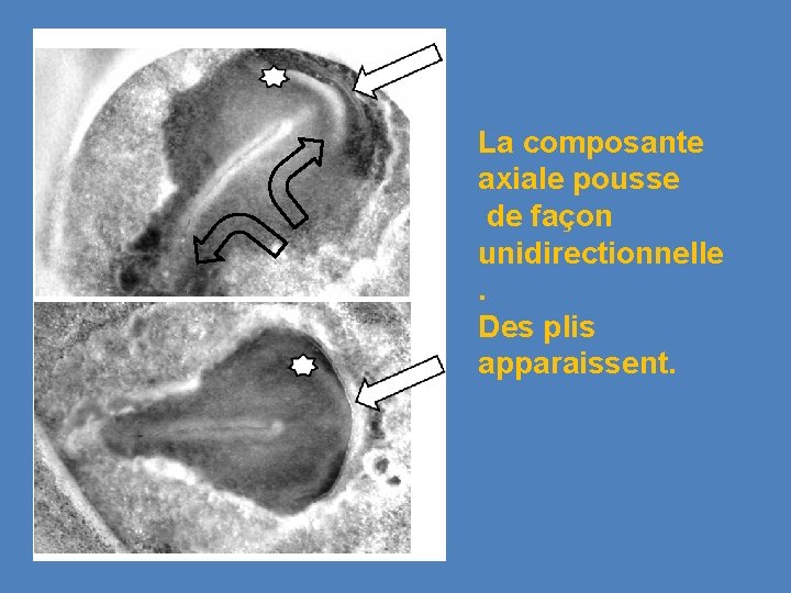 La composante axiale pousse de façon unidirectionnelle . Des plis apparaissent. 
