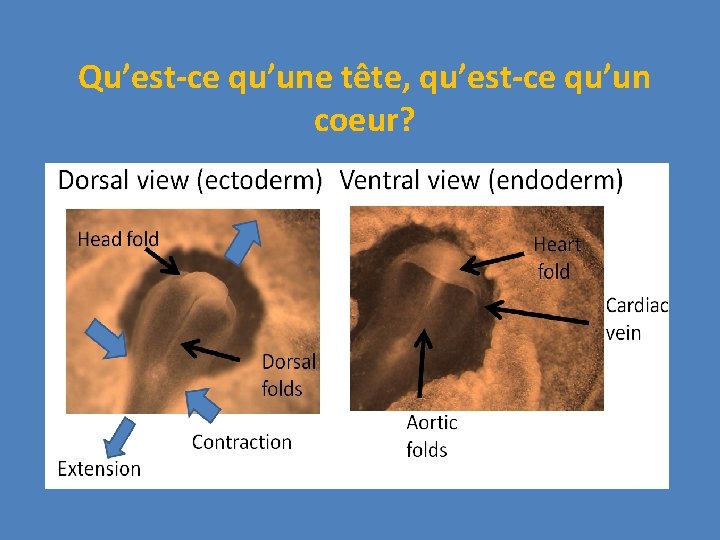 Qu’est-ce qu’une tête, qu’est-ce qu’un coeur? 