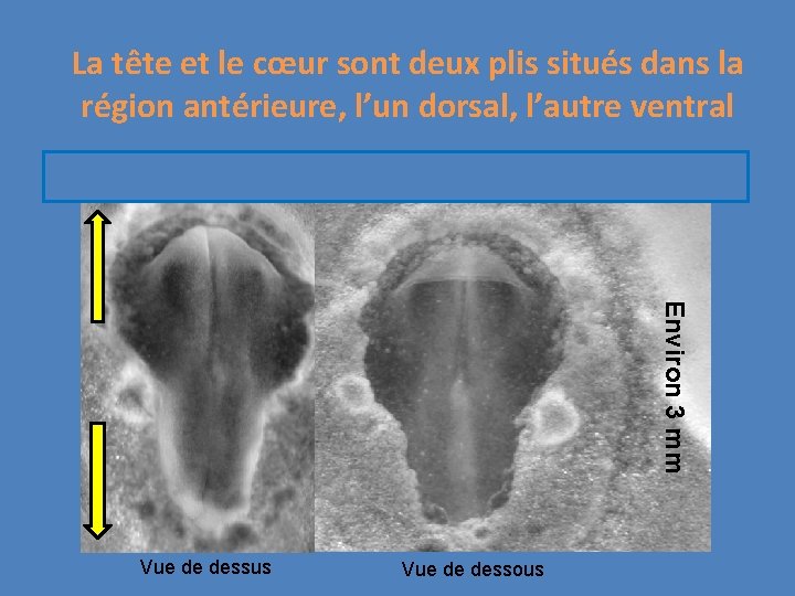 La tête et le cœur sont deux plis situés dans la région antérieure, l’un