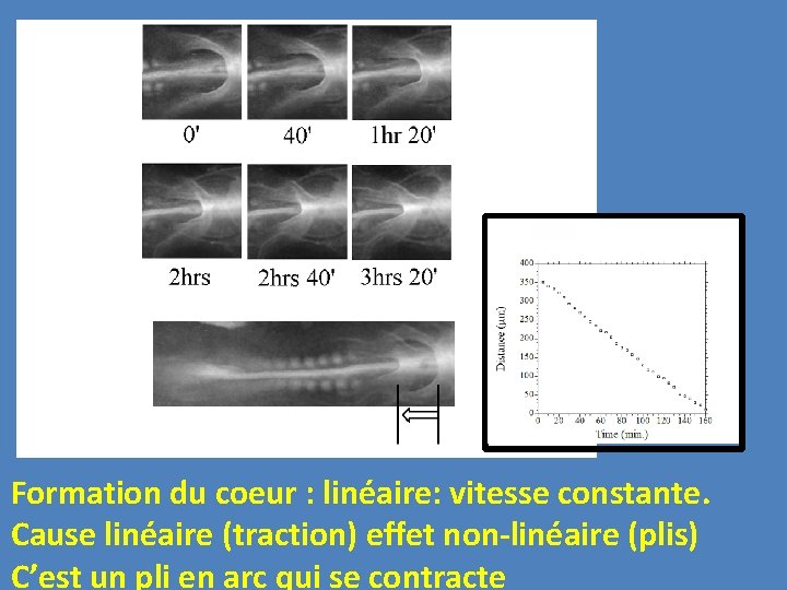 Formation du coeur : linéaire: vitesse constante. Cause linéaire (traction) effet non-linéaire (plis) C’est
