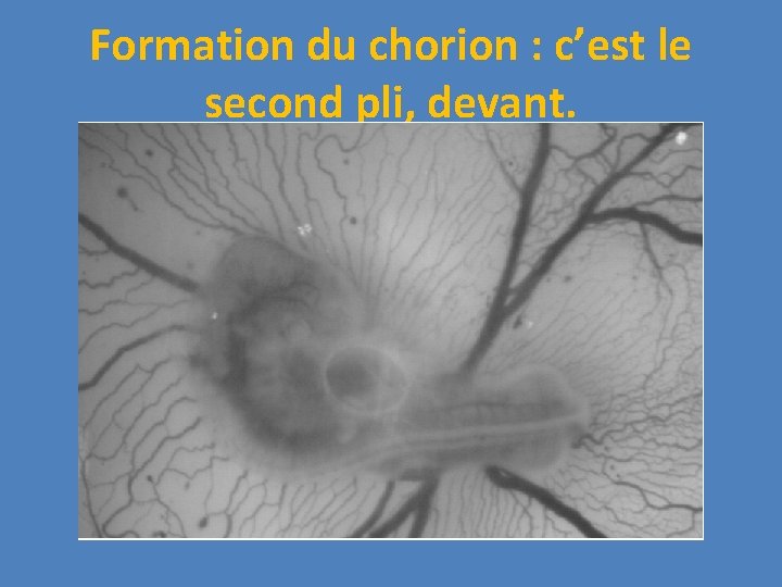 Formation du chorion : c’est le second pli, devant. 