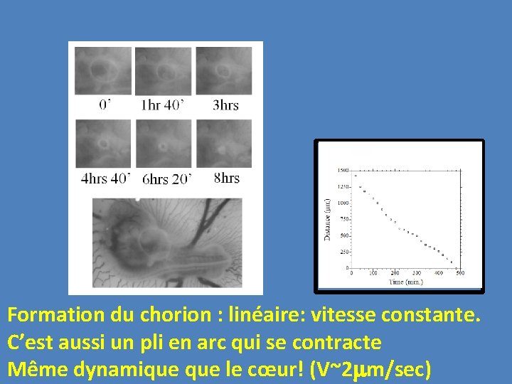 Formation du chorion : linéaire: vitesse constante. C’est aussi un pli en arc qui