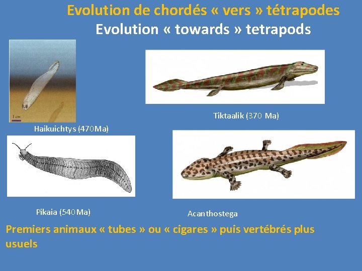 Evolution de chordés « vers » tétrapodes Evolution « towards » tetrapods Tiktaalik (370