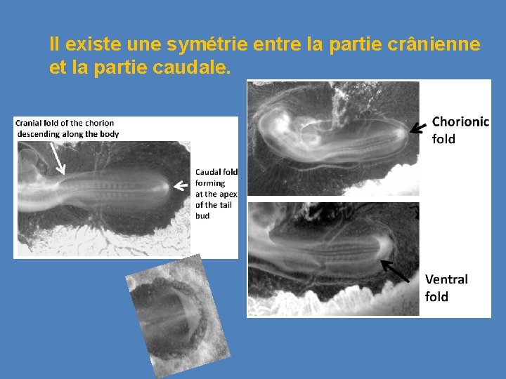 Il existe une symétrie entre la partie crânienne et la partie caudale. 
