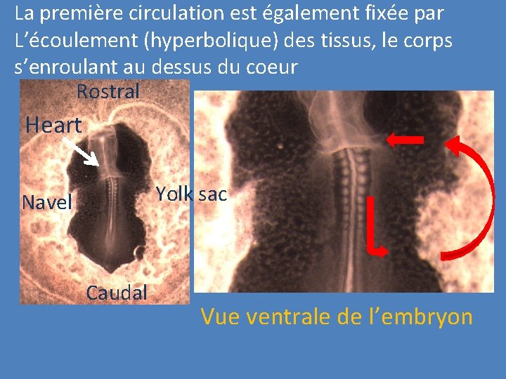 La première circulation est également fixée par L’écoulement (hyperbolique) des tissus, le corps s’enroulant