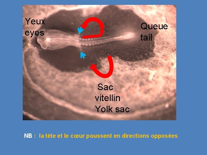 Yeux eyes Queue tail Sac vitellin Yolk sac NB : la tête et le