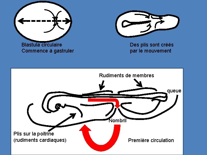 Blastula circulaire Commence à gastruler Des plis sont créés par le mouvement Rudiments de