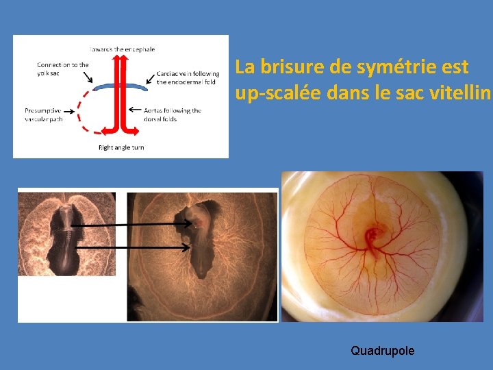 La brisure de symétrie est up-scalée dans le sac vitellin Quadrupole 