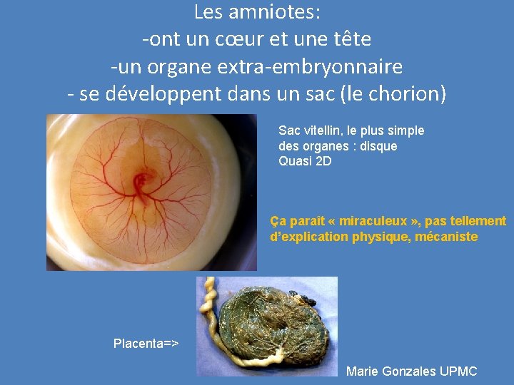 Les amniotes: -ont un cœur et une tête -un organe extra-embryonnaire - se développent